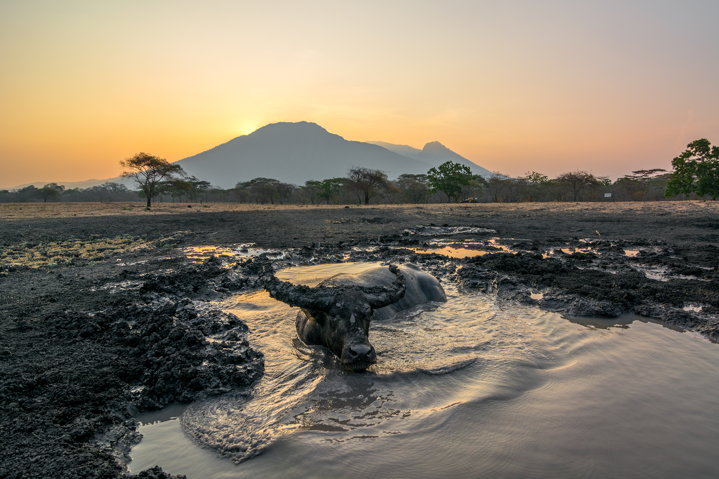 bufalo at bekol savana baluran